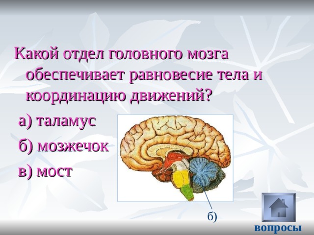 Какой отдел головного мозга обеспечивает равновесие тела и координацию движений ?  а) таламус  б) мозжечок  в) мост б) вопросы 