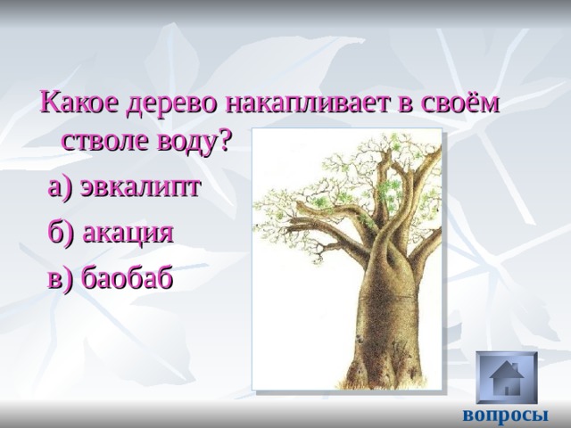 Какое дерево накапливает в своём стволе воду?  а) эвкалипт  б) акация  в) баобаб вопросы 