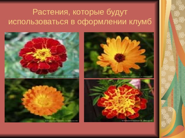Растения, которые будут  использоваться в оформлении клумб 