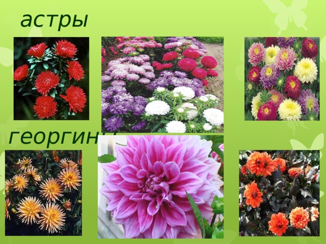  астры  георгины 