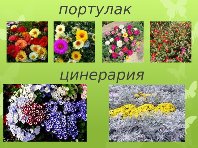    портулак цинерария 