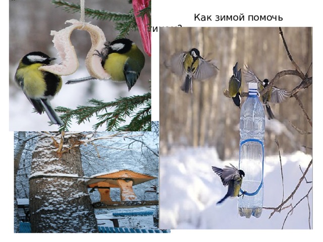  Как зимой помочь птицам? 