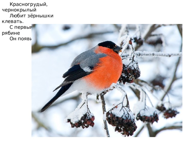  Красногрудый, чернокрылый       Любит зёрнышки клевать.       С первым снегом на рябине       Он появится опять. 