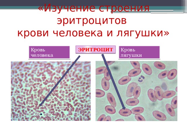 «Изучение строения эритроцитов  крови человека и лягушки»   Кровь лягушки Кровь человека ЭРИТРОЦИТ 