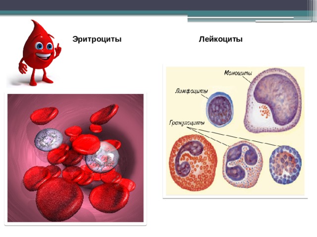 Эритроциты Лейкоциты 