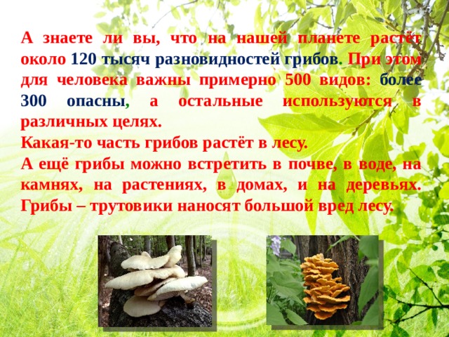 А знаете ли вы, что на нашей планете растёт около 120 тысяч разновидностей грибов . При этом для человека важны примерно 500 видов: более 300 опасны , а остальные используются в различных целях. Какая-то часть грибов растёт в лесу. А ещё грибы можно встретить в почве, в воде, на камнях, на растениях, в домах, и на деревьях. Грибы – трутовики наносят большой вред лесу. 