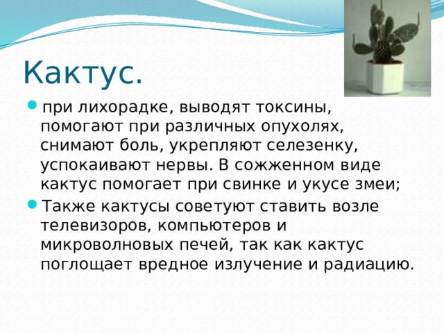 Кактус. при лихорадке, выводят токсины, помогают при различных опухолях, снимают боль, укрепляют селезенку, успокаивают нервы. В сожженном виде кактус помогает при свинке и укусе змеи; Также кактусы советуют ставить возле телевизоров, компьютеров и микроволновых печей, так как кактус поглощает вредное излучение и радиацию. 