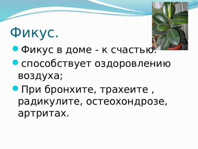 Фикус. Фикус в доме - к счастью. способствует оздоровлению воздуха; При бронхите, трахеите , радикулите, остеохондрозе, артритах. 