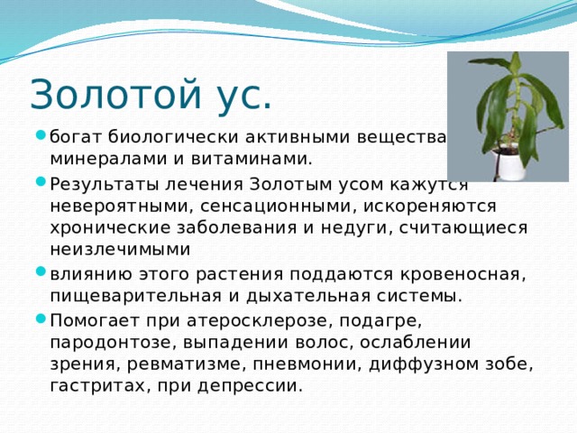 Золотой ус. богат биологически активными веществами, минералами и витаминами. Результаты лечения Золотым усом кажутся невероятными, сенсационными, искореняются хронические заболевания и недуги, считающиеся неизлечимыми влиянию этого растения поддаются кровеносная, пищеварительная и дыхательная системы. Помогает при атеросклерозе, подагре, пародонтозе, выпадении волос, ослаблении зрения, ревматизме, пневмонии, диффузном зобе, гастритах, при депрессии. 
