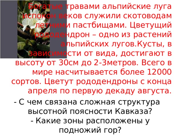 Богатые травами альпийские луга испокон веков служили скотоводам летними пастбищами. Цветущий рододендрон – одно из растений альпийских лугов.Кусты, в зависимости от вида, достигают в высоту от 30см до 2-3метров. Всего в мире насчитывается более 12000 сортов. Цветут рододендроны с конца апреля по первую декаду августа. - С чем связана сложная структура высотной поясности Кавказа? - Какие зоны расположены у подножий гор? 