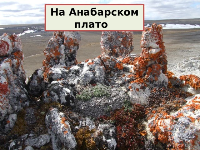 На Анабарском плато 