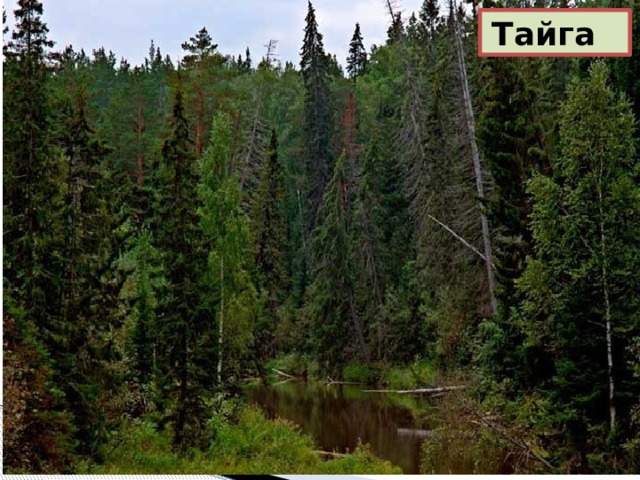 Тайга 
