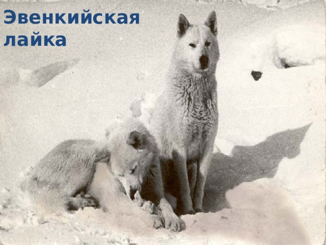Эвенкийская лайка 