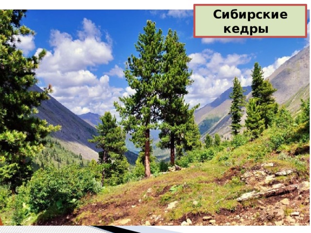 Сибирские кедры 