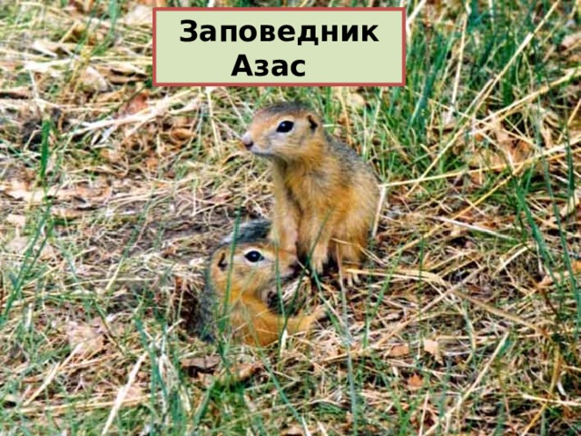 Заповедник Азас 