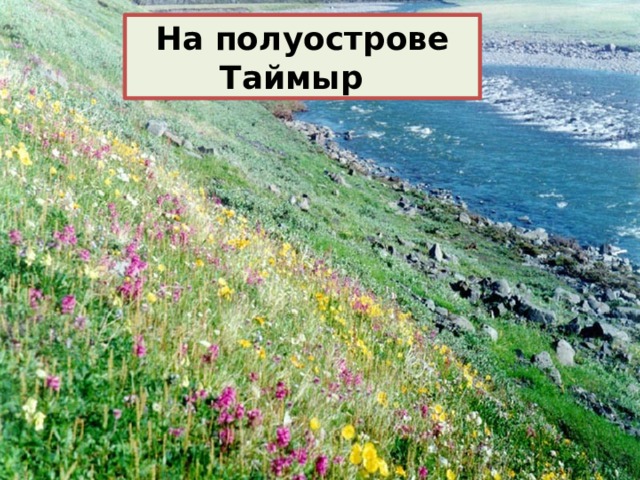 На полуострове Таймыр 