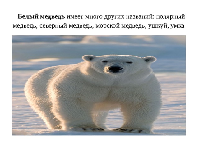  Белый медведь имеет много других названий: полярный медведь, северный медведь, морской медведь, ушкуй, умка 