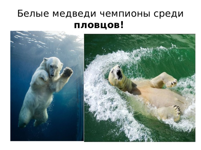 Белые медведи чемпионы среди пловцов!   