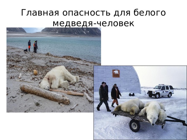 Главная опасность для белого медведя-человек 