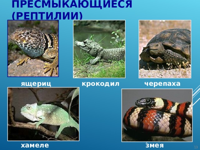 ЗЕМНОВОДНЫЕ квакша жаба тритон  древолаз озерная лягушка 
