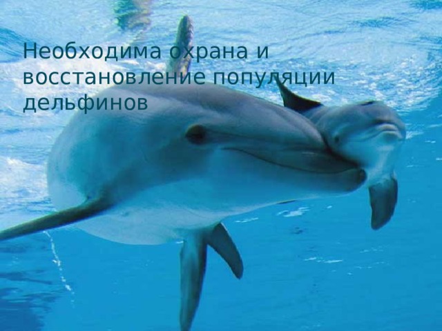 Необходима охрана и восстановление популяции дельфинов 