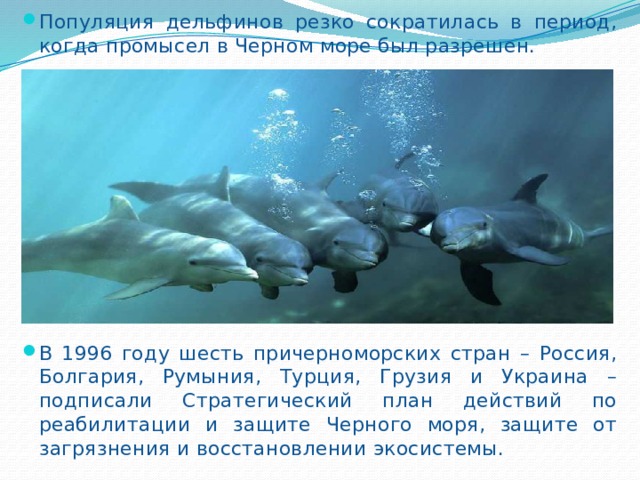 Популяция дельфинов резко сократилась в период, когда промысел в Черном море был разрешен. В 1996 году шесть причерноморских стран – Россия, Болгария, Румыния, Турция, Грузия и Украина – подписали Стратегический план действий по реабилитации и защите Черного моря, защите от загрязнения и восстановлении экосистемы. 