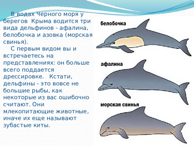 В водах Черного моря у берегов Крыма водится три вида дельфинов - афалина, белобочка и азовка (морская свинья).   С первым видом вы и встречаетесь на представлениях: он больше всего поддается дрессировке.  Кстати, дельфины - это вовсе не большие рыбы, как некоторые из вас ошибочно считают. Они млекопитающие животные, иначе их еще называют зубастые киты.   