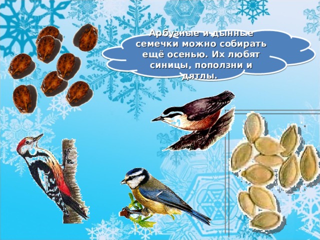 Можно кормить семечками. Семена для зимующих птиц. Семена для птиц зимой. Еда для зимующих птиц. Карточки корм для зимующих птиц.