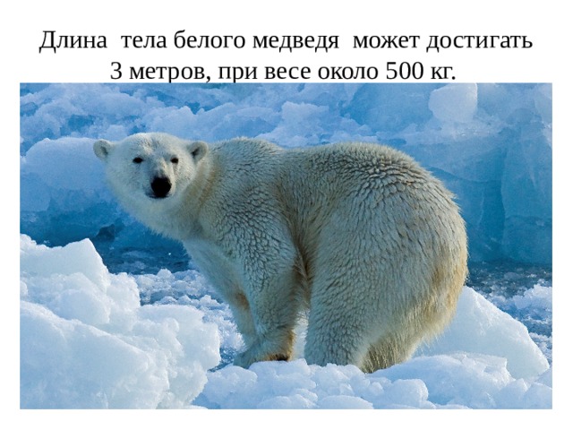 Длина тела белого медведя может достигать 3 метров, при весе около 500 кг. 