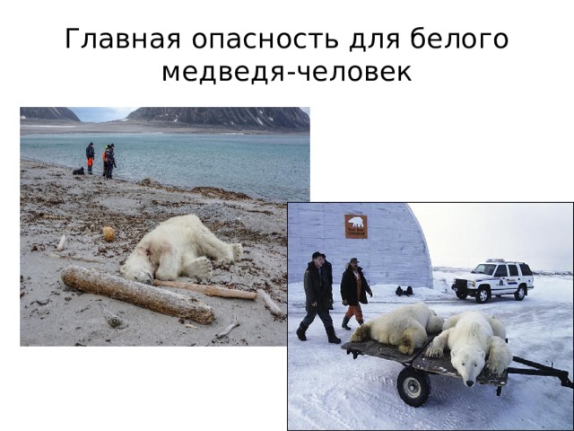 Главная опасность для белого медведя-человек 