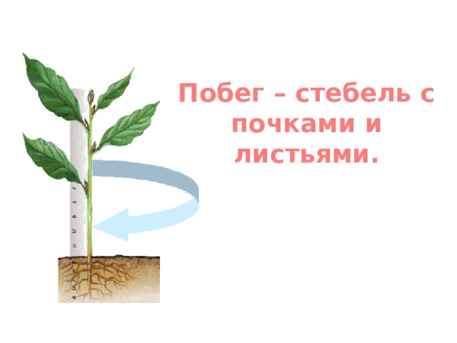 Побег – стебель с почками и листьями. Служит опорой для растения. Перемещает питательные вещества. 
