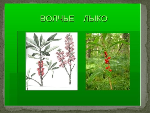 Как выглядит волчье лыко цветок