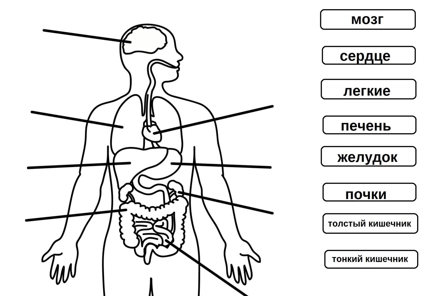 Схема строения человека в рисунке