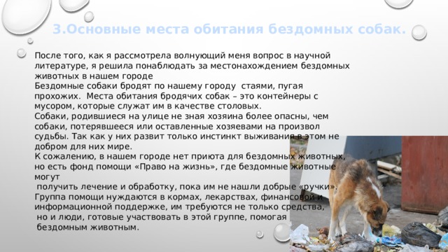 3.Основные места обитания бездомных собак. После того, как я рассмотрела волнующий меня вопрос в научной литературе, я решила понаблюдать за местонахождением бездомных животных в нашем городе Бездомные собаки бродят по нашему городу стаями, пугая прохожих. Места обитания бродячих собак – это контейнеры с мусором, которые служат им в качестве столовых. Собаки, родившиеся на улице не зная хозяина более опасны, чем собаки, потерявшееся или оставленные хозяевами на произвол судьбы. Так как у них развит только инстинкт выживания в этом не добром для них мире. К сожалению, в нашем городе нет приюта для бездомных животных, но есть фонд помощи «Право на жизнь», где бездомные животные могут  получить лечение и обработку, пока им не нашли добрые «ручки». Группа помощи нуждаются в кормах, лекарствах, финансовой и информационной поддержке, им требуются не только средства,  но и люди, готовые участвовать в этой группе, помогая  бездомным животным. 