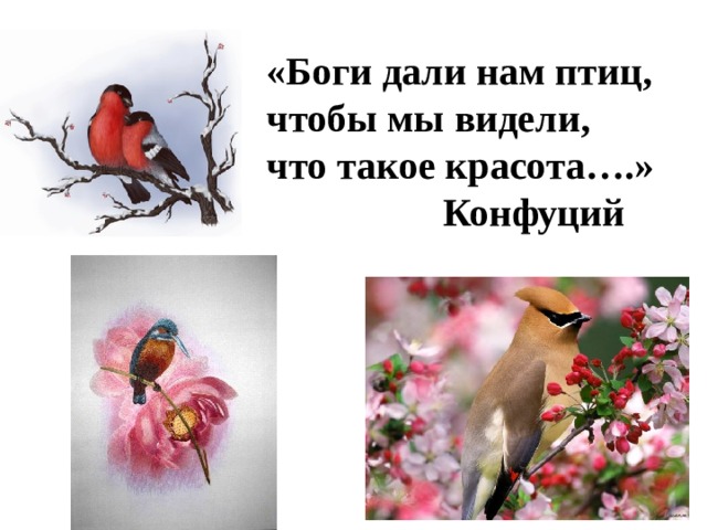 «Боги дали нам птиц, чтобы мы видели, что такое красота….»  Конфуций 