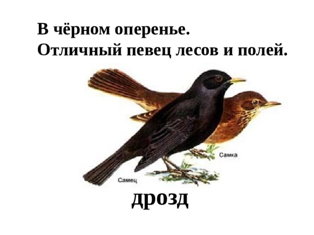 В чёрном оперенье. Отличный певец лесов и полей. дрозд 