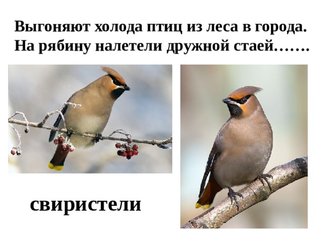 Выгоняют холода птиц из леса в города. На рябину налетели дружной стаей……. свиристели 