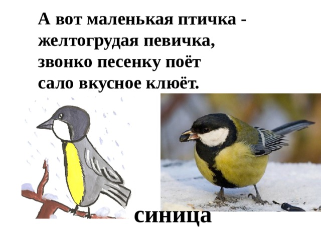 А вот маленькая птичка - желтогрудая певичка, звонко песенку поёт сало вкусное клюёт. синица 