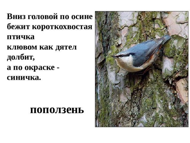 Вниз головой по осине бежит короткохвостая птичка клювом как дятел долбит, а по окраске - синичка.  поползень 