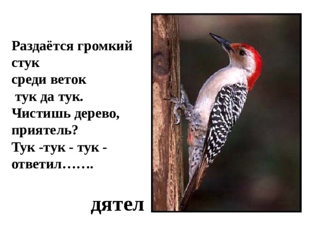 Раздаётся громкий стук среди веток  тук да тук. Чистишь дерево, приятель? Тук -тук - тук - ответил……. дятел 