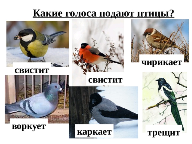 Какие голоса подают птицы? чирикает свистит свистит воркует каркает трещит 