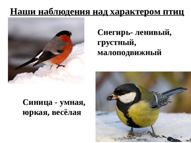 Наши наблюдения над характером птиц Снегирь- ленивый, грустный, малоподвижный  Синица - умная, юркая, весёлая  