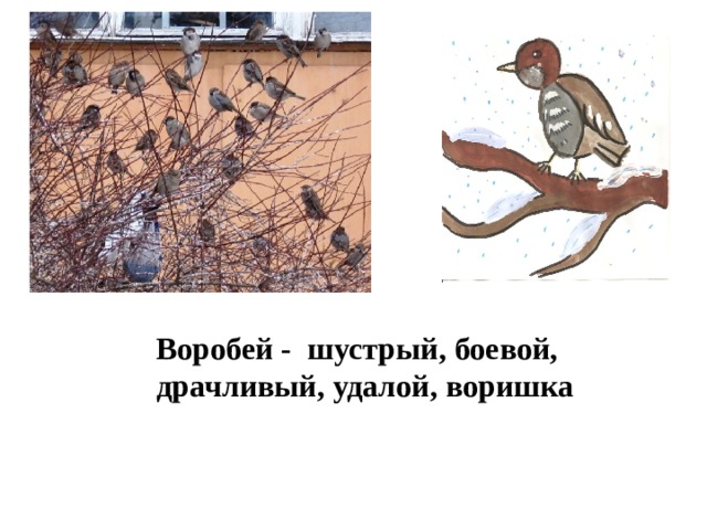 Воробей - шустрый, боевой, драчливый, удалой, воришка  