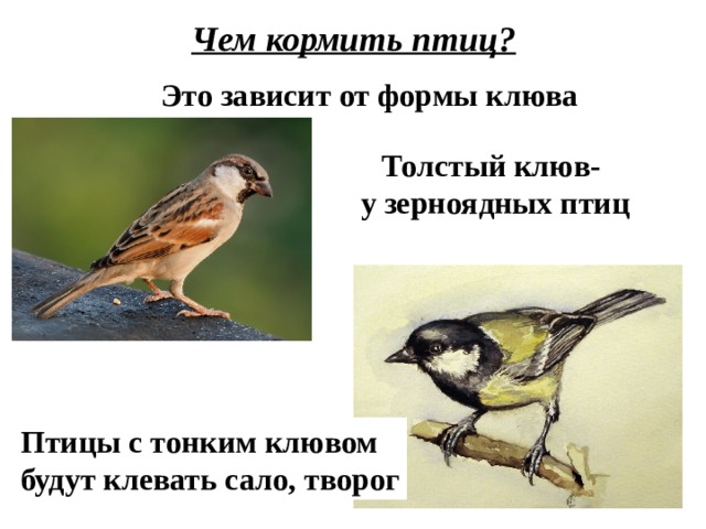 Чем кормить птиц? Это зависит от формы клюва Толстый клюв- у зерноядных птиц Птицы с тонким клювом будут клевать сало, творог 
