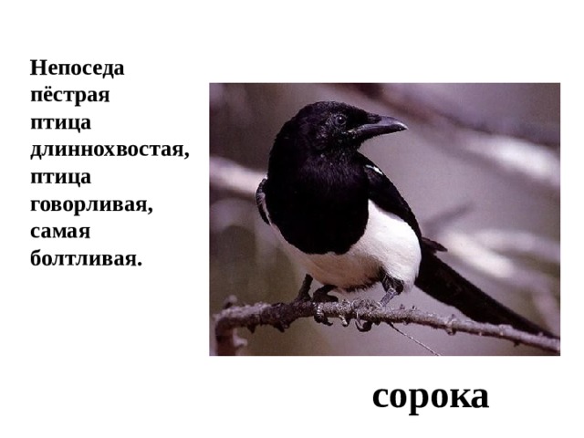 Непоседа пёстрая птица длиннохвостая, птица говорливая, самая болтливая. сорока 