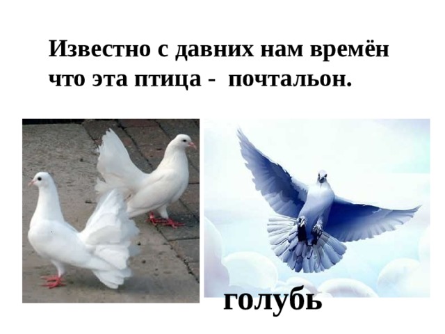 Известно с давних нам времён что эта птица - почтальон. голубь 