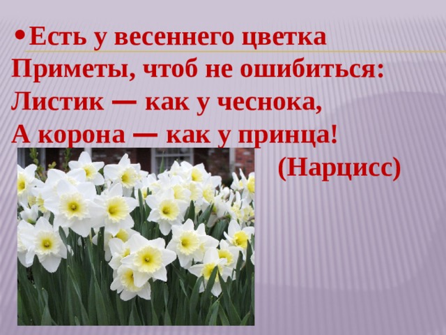 • Есть у весеннего цветка  Приметы, чтоб не ошибиться:  Листик — как у чеснока,  А корона — как у принца!  (Нарцисс) 