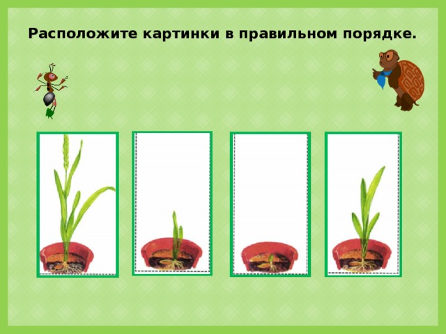 Расположите в правильном порядке