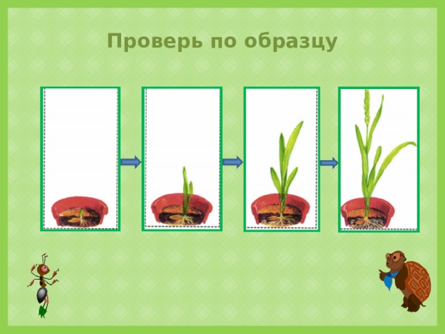 Как живут растения 1 класс