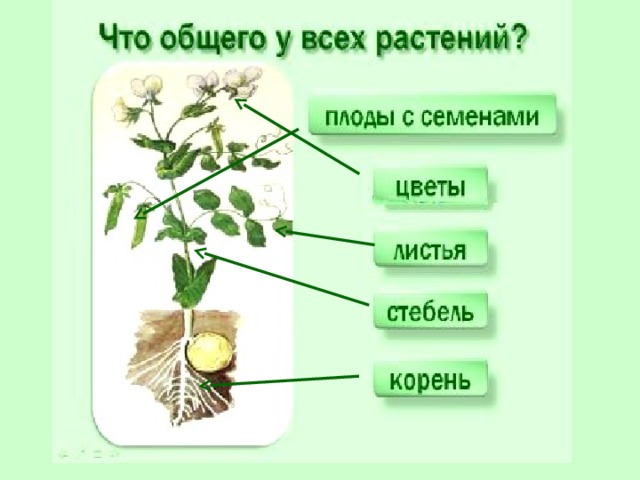 Как живут растения презентация 1 класс школа россии презентация